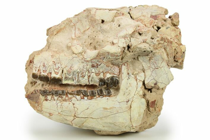 Fossil Running Rhino (Hyracodon) Partial Skull - South Dakota #284210